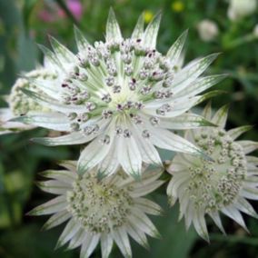 6 x Grande Astrance 'Snowstar' - Astrantia major 'Snow Star'  - godet 9cm x 9cm