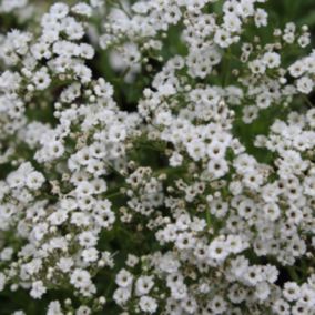 6 x Gypsophile paniculé 'Schneeflocke' - Gypsophila paniculata 'Schneeflocke'  - godet 9cm x 9cm