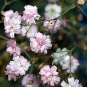 6 x Gypsophile rampant 'Alba' - Gypsophila repens 'Alba'  - godet 9cm x 9cm