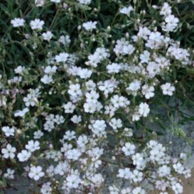 6 x Gypsophile rampant 'Rosea' - Gypsophila Repens 'Rosea'  - godet 9cm x 9cm