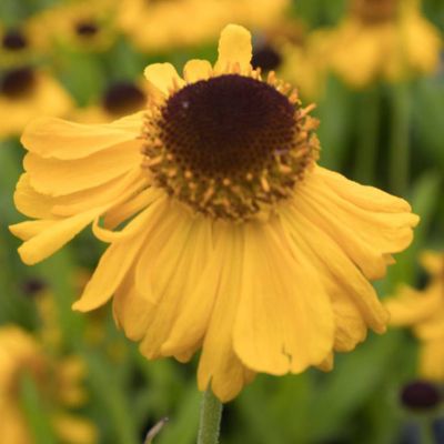 6 x Hélénie de Bigelove 'The Bishop' - Helenium bigelovii 'The Bishop'  - godet 9cm x 9cm