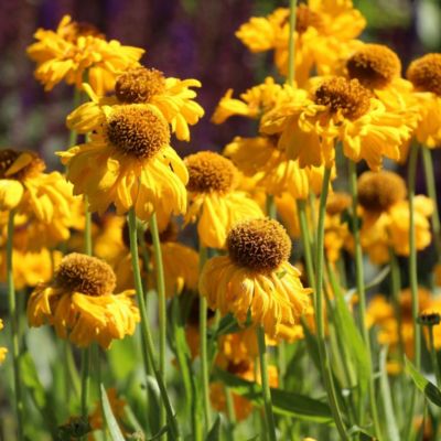 6 x Hélénie de Bigelove 'The Bishop' - Helenium bigelovii 'The Bishop'  - godet 9cm x 9cm