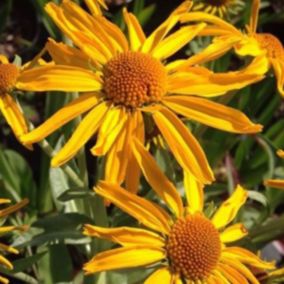 6 x Hélénie de Hoopes - Helenium hoopesii  - godet 9cm x 9cm