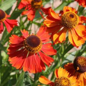 6 x Hélénie 'Moerheim Beauty' - Helenium 'Moerheim Beauty'  - godet 9cm x 9cm