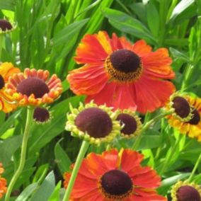 6 x Hélénie 'Rubinzwerg' - Helenium 'Rubinzwerg'  - godet 9cm x 9cm