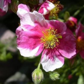 6 x Hélianthème 'Raspberry Ripple' - Helianthemum 'Raspberry Ripple'  - godet 9cm x 9cm