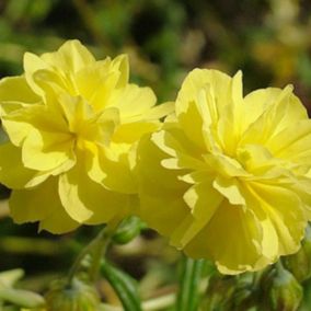 6 x Hélianthème 'Sulphureum plenum' - Helianthemum 'Sulphureum Plenum'  - godet 9cm x 9cm