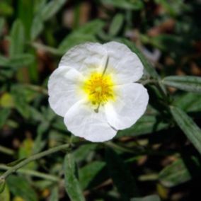 6 x Hélianthème 'The bride' - Helianthemum 'The Bride'  - godet 9cm x 9cm