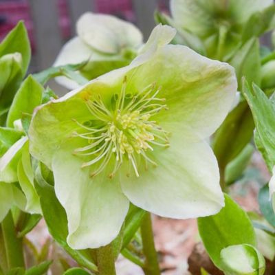 6 x Hellébore - Helleborus nigercors - godet 9cm x 9cm