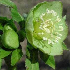 6 x Hellébore où rose de Noël - Helleborus viridis  - godet 9cm x 9cm