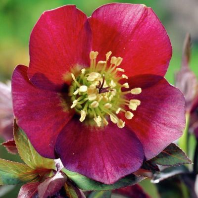 6 x Hellébore orientale - Helleborus orientalis 'Red Hybrids' - godet ...