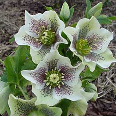 6 x Hellébore orientale - Helleborus orientalis 'Spotted Hybrids ...
