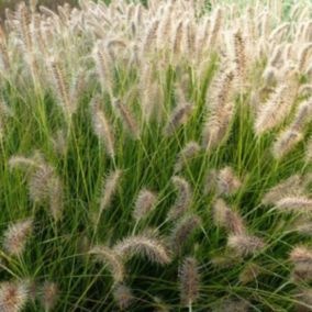 6 x Herbe aux écouvillons 'Gelbstiel' - Pennisetum alopecuroides 'Gelbstiel'  - godet 9cm x 9cm