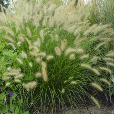 6 x Herbe aux écouvillons - Pennisetum alopecuroides  - godet 9cm x 9cm