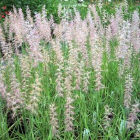 6 x Herbe aux écouvillons - Pennisetum orientale  - godet 9cm x 9cm