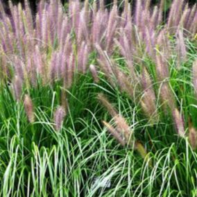 6 x Herbe aux écouvillons 'Red Head' - Pennisetum alopecuroides 'Red Head'  - godet 9cm x 9cm