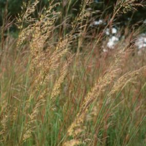 6 x Herbe des Indiens - Sorghastrum nutans  - godet 9cm x 9cm