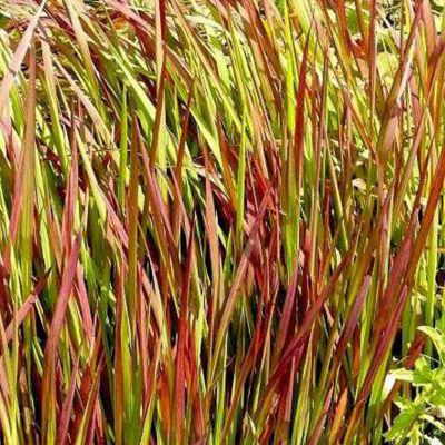 6 x Herbe sanglante Japonaise 'Red Baron' - Imperata cylindrica 'Red Baron'  - godet 9cm x 9cm