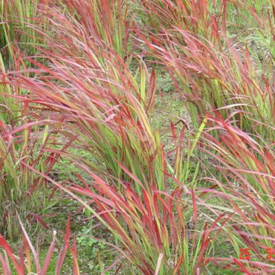 6 x Herbe sanglante Japonaise 'Red Baron' - Imperata cylindrica 'Red Baron'  - godet 9cm x 9cm