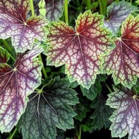 6 x Heuchère 'Beauty Colour' - Heuchera 'Beauty Colour'  - godet 9cm x 9cm