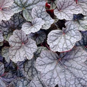 6 x Heuchère 'Cascade Dawn' - Heuchera 'Cascade Dawn'  - godet 9cm x 9cm