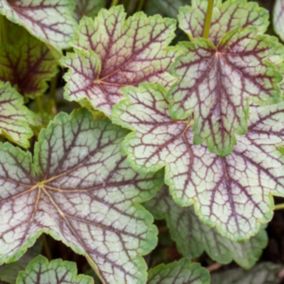 6 x Heuchère 'Green Spice' - Heuchera 'Green Spice'  - godet 9cm x 9cm