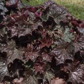 6 x Heuchère 'Palace Purple' - Heuchera macrantha 'Palace Purple'  - godet 9cm x 9cm