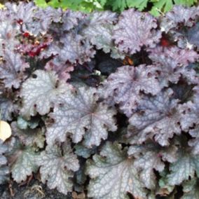 6 x Heuchère 'Pewter Moon' - Heuchera 'Pewter Moon'  - godet 9cm x 9cm