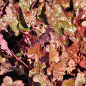 6 x Heuchère 'Rachel' - Heuchera 'Rachel'  - godet 9cm x 9cm