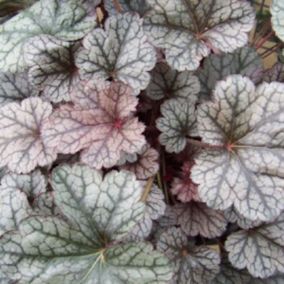 6 x Heuchère 'Silver Scrolls'  - Heuchera 'Silver Scrolls'  - godet 9cm x 9cm