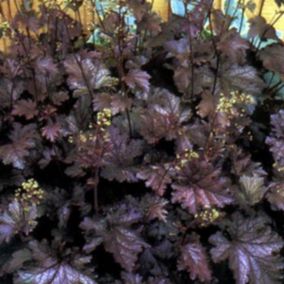 6 x Heuchère 'Stormy Seas' - Heuchera 'Stormy Seas'  - godet 9cm x 9cm