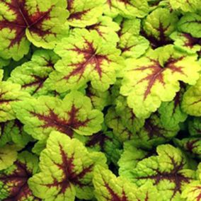 6 x Heucherella 'Stoplight' - Heucherella 'Stoplight'  - godet 9cm x 9cm