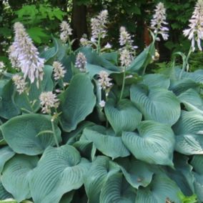 6 x Hosta 'Blue Angel' - Hosta 'Blue Angel'  - godet 9cm x 9cm