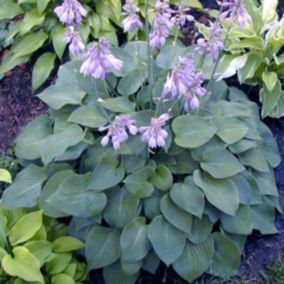 6 x Hosta 'Blue Cadet' - Hosta 'Blue Cadet'  - godet 9cm x 9cm