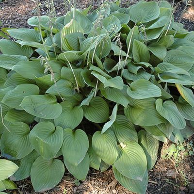 6 x Hosta fortunei 'Obscura' - godet 9cm x 9cm