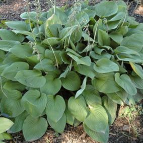 6 x Hosta fortunei 'Obscura' - Hosta fortunei 'Obscura'  - godet 9cm x 9cm