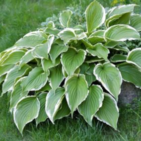 6 x Hosta 'Francee' - Hosta 'Francee'  - godet 9cm x 9cm