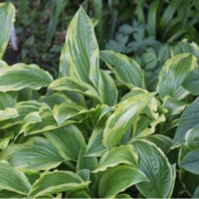 6 x Hosta 'Ground Master' - Hosta 'Ground Master'  - godet 9cm x 9cm