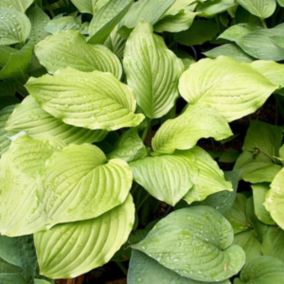 6 x Hosta 'Honeybells' - Hosta 'Honeybells'  - godet 9cm x 9cm