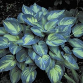 6 x Hosta 'June' - Hosta 'June'  - godet 9cm x 9cm