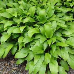 6 x Hosta lancifolia - Hosta lancifolia  - godet 9cm x 9cm