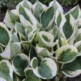 6 x Hosta 'Patriot' - Hosta 'Patriot'  - godet 9cm x 9cm