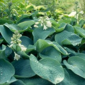 6 x Hosta sieboldiana 'Elegans' - Hosta sieboldiana 'Elegans'  - godet 9cm x 9cm