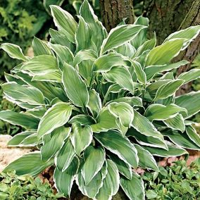 6 x Hosta undulata 'Albomarginata' - Hosta undulata 'Albomarginata'  - godet 9cm x 9cm