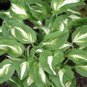 6 x Hosta undulata 'Mediomarginata' - Hosta undulata 'Mediovariegata'  - godet 9cm x 9cm