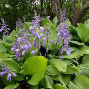 6 x Hosta ventricosa - Hosta ventricosa  - godet 9cm x 9cm