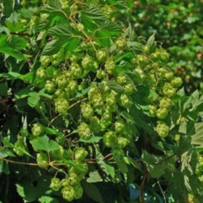 6 x Houblon doré 'Magnum' - Humulus lupulus 'Magnum'  - godet 9cm x 9cm