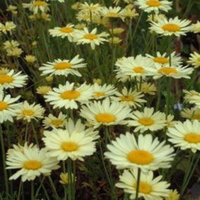 6 x Œil de bœuf - Anthemis hybrida 'E.C. Buxton'  - godet 9cm x 9cm