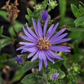 6 x Œil de Christ 'Rudolf Goethe' - Aster Amellus 'Rudolf Goethe'  - godet 9cm x 9cm