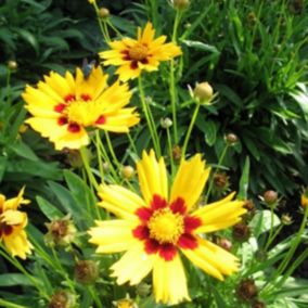 6 x Œil de jeune fille 'Baby Gold' - Coreopsis lanceolata 'Baby Gold'  - godet 9cm x 9cm